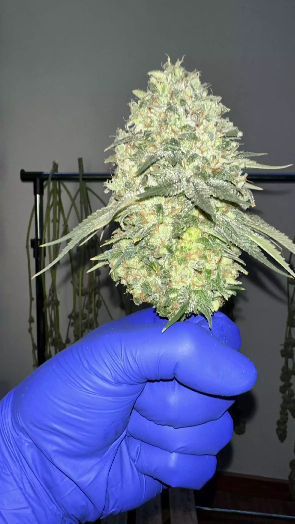 Forbidden Fruit Seeds by GB Strains - GrowDiaries