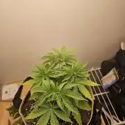 Jokerz OG