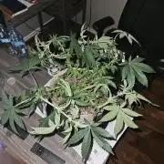 Jokerz OG