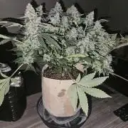 Jokerz OG