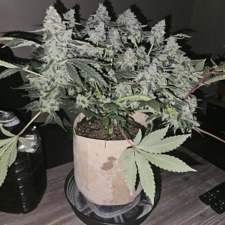 Jokerz OG