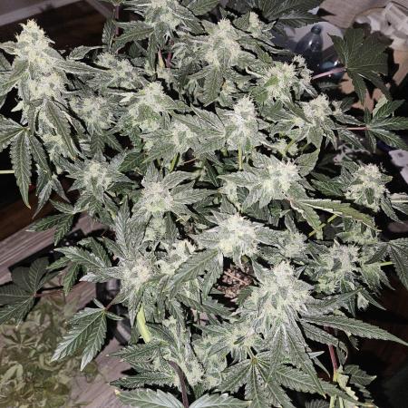 Jokerz OG