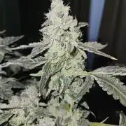 Jokerz OG