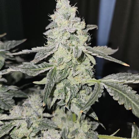Jokerz OG