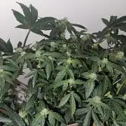 Jokerz OG