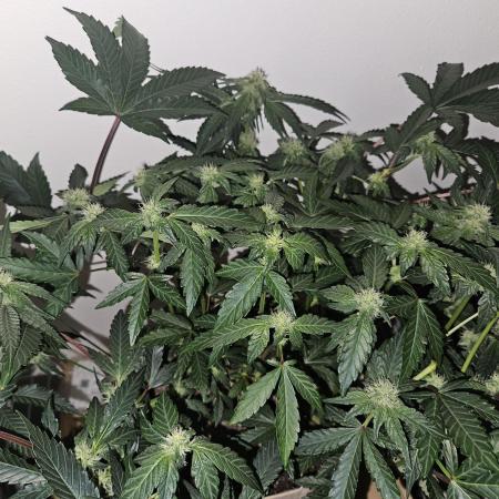 Jokerz OG