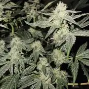 Jokerz OG