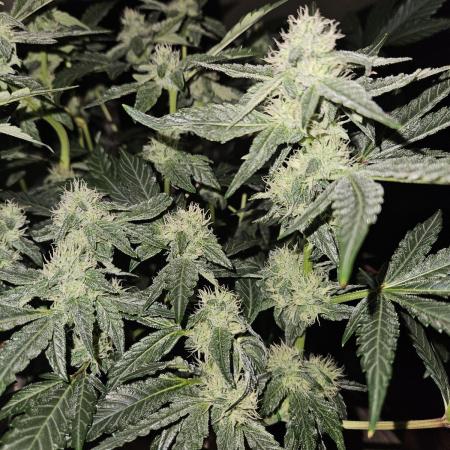 Jokerz OG