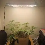 Jokerz OG