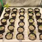9 Week Ethos Genetics Ebb & Flow Table