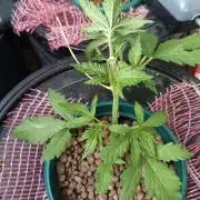 AUTO RED SKUN AUTO RED SUGAR BSF