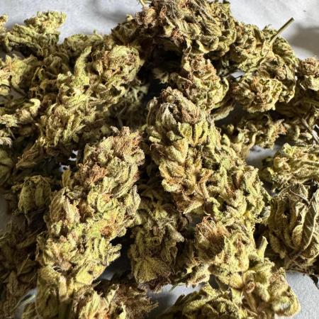 BISCOTTI - TROPICAL PUNCH - PURPLE ORANG