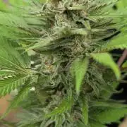 Bubba kush - Amnesia