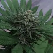 Bubba kush - Amnesia