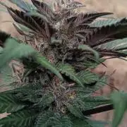 Bubba kush - Amnesia