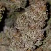 Bubba kush - Amnesia