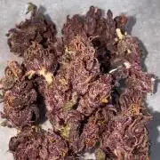BISCOTTI - TROPICAL PUNCH - PURPLE ORANG