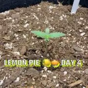 Lemon Pie from fast buds 