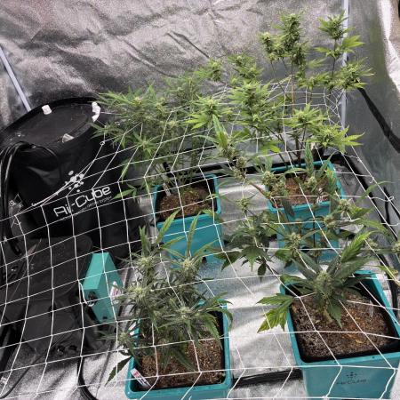 4 Autoflowers Fastbuds Run