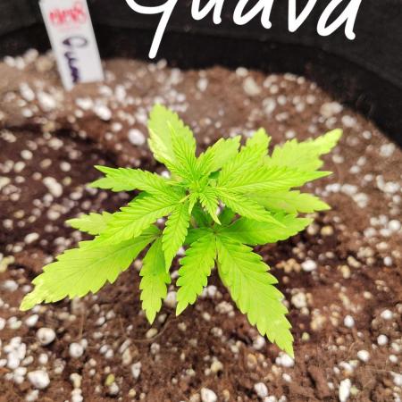 Fastbuds Guava Autoflower