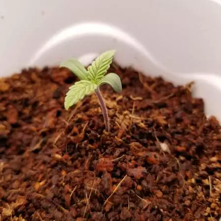 First Grow In Oregon