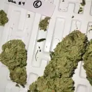 Gorilla Glue #4 (800w LED) 