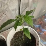 Exodus Cheese Seed Grow Out