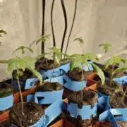 Where's My Bike V2 - Karma Genetics