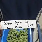 Butterbean Birdseed - Bubba Banana Kush x Tuna Kush