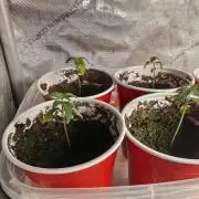 Mouth Wash Seed grow from Humboldt Seeds