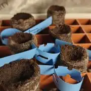 Banana Sapphire - Humboldt Seeds Org