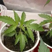 Exodus Cheese Seed Grow Out