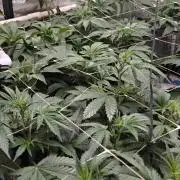 Mouth Wash Seed grow from Humboldt Seeds
