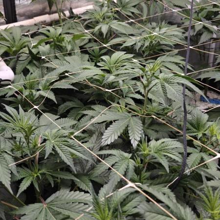 Mouth Wash Seed grow from Humboldt Seeds