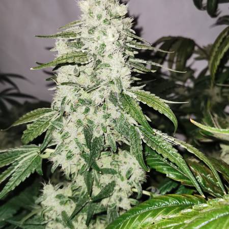 Gorilla Zkittlez - Barney's Farm 