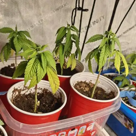 Mouth Wash Seed grow from Humboldt Seeds