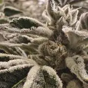 Tiger Cake Clone