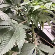 Banana Sapphire - Humboldt Seeds Org