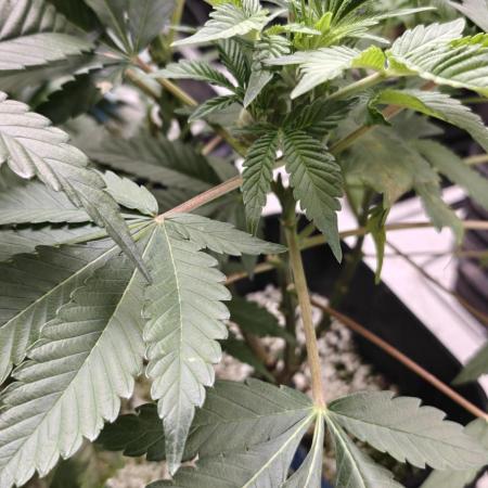 Banana Sapphire - Humboldt Seeds Org