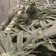 Gorilla Glue #4