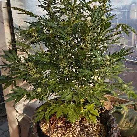 Butterbean Birdseed - Purple People Eater x Blue Glue