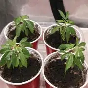 Mouth Wash Seed grow from Humboldt Seeds