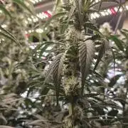 Exodus Cheese Seed Grow Out