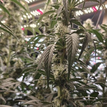 Exodus Cheese Seed Grow Out