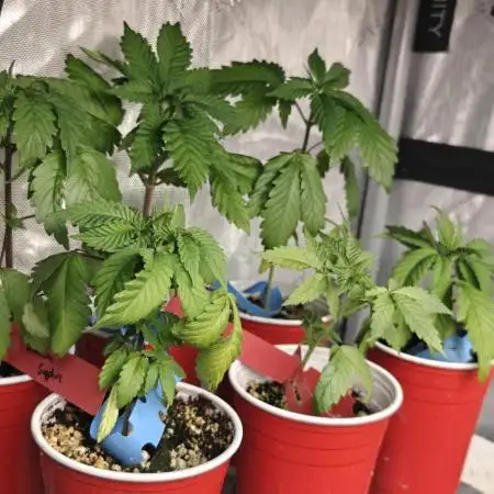 Banana Sapphire - Humboldt Seeds Org