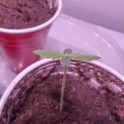 Exodus Cheese Seed Grow Out