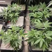Where's My Bike V2 - Karma Genetics