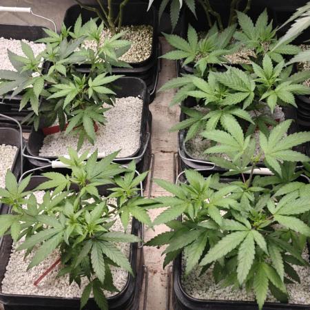 Where's My Bike V2 - Karma Genetics