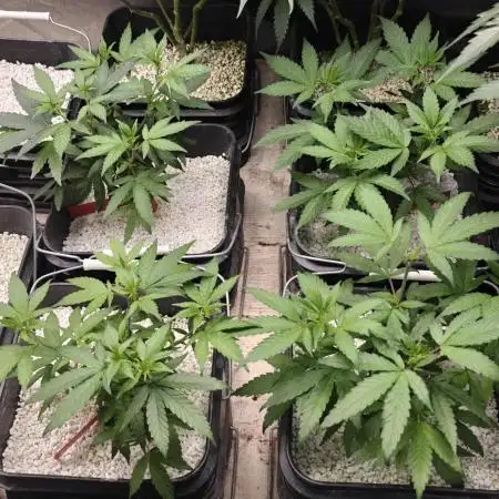 Where's My Bike V2 - Karma Genetics