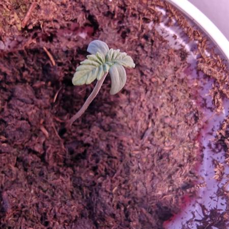 Mouth Wash Seed grow from Humboldt Seeds